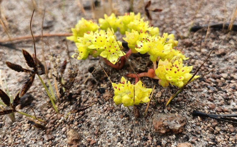 Sedum pyriseminum photo 7