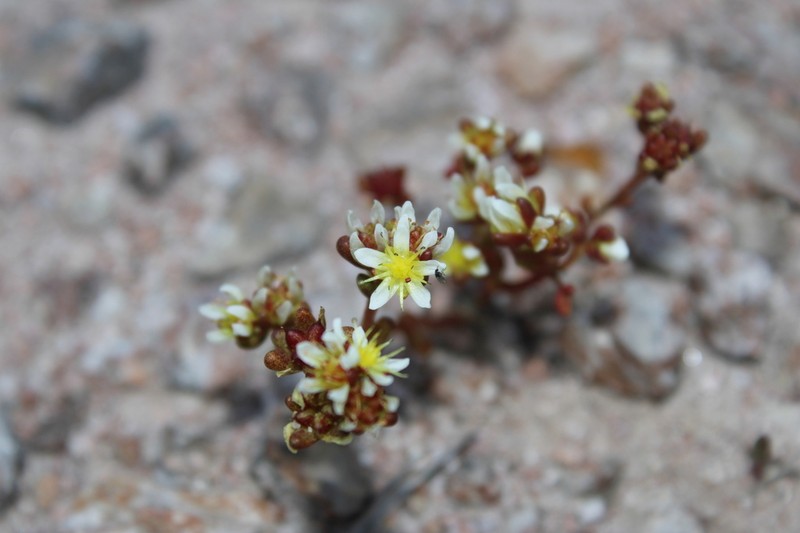 Sedum pyriseminum photo 8