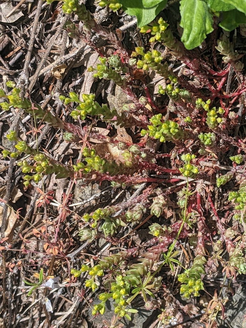 Coast Range Stonecrop