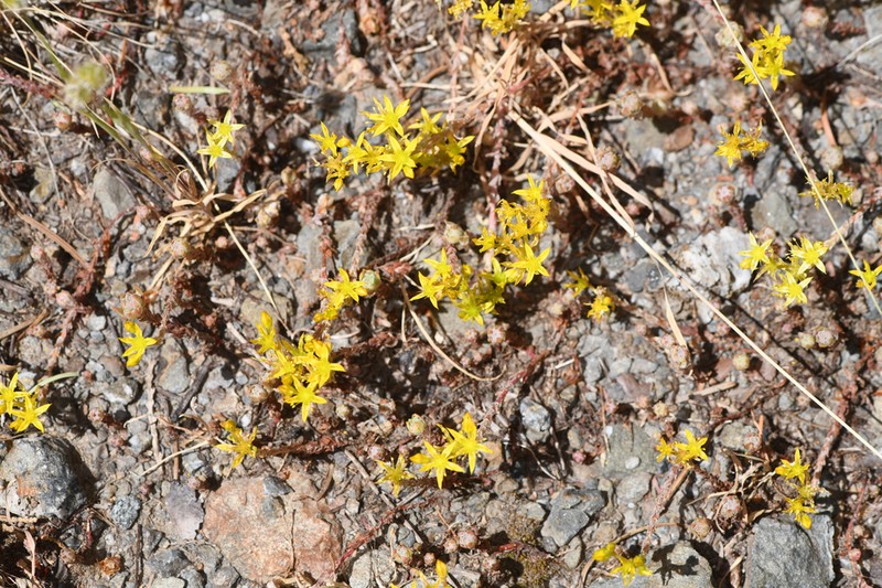 Coast Range Stonecrop photo 2