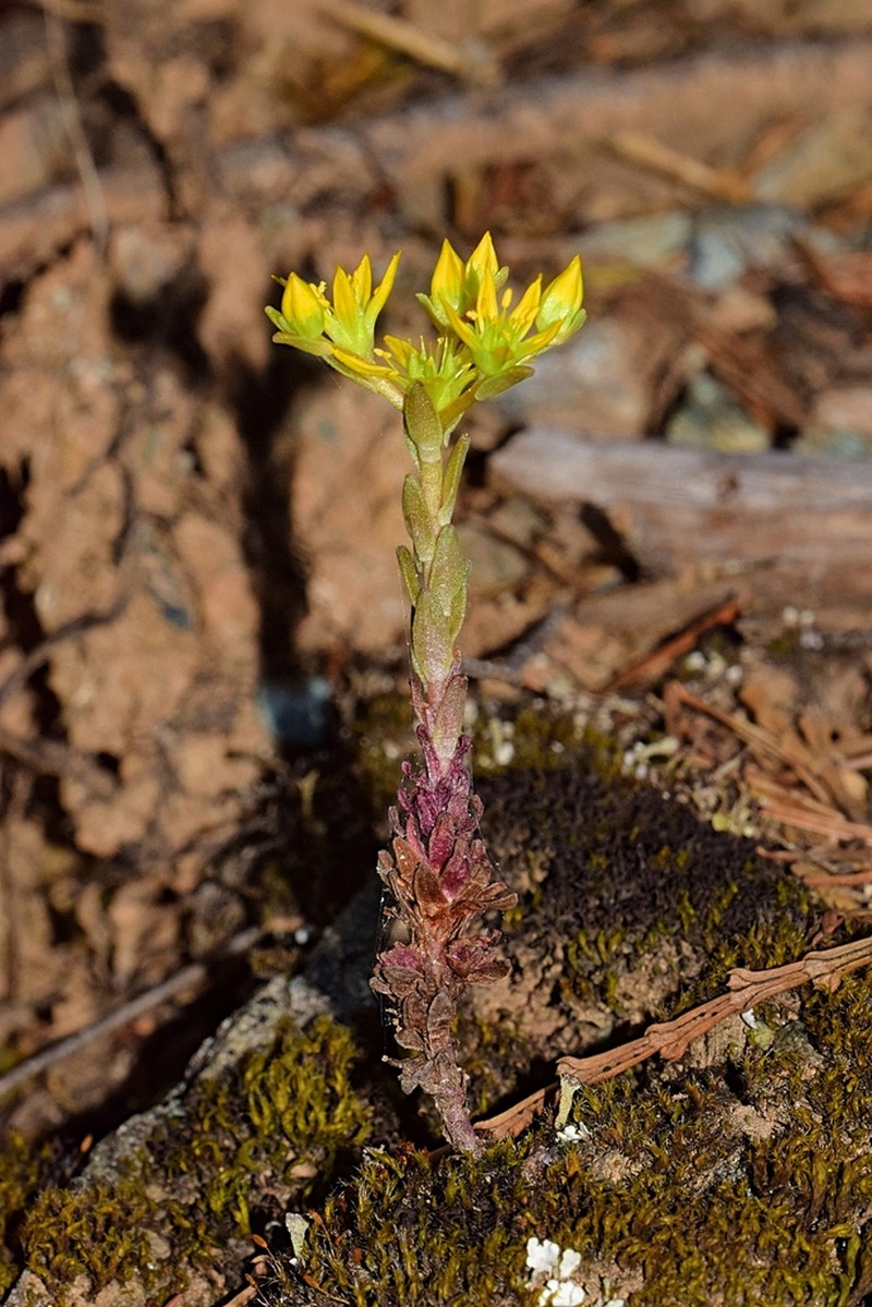 Coast Range Stonecrop photo 3
