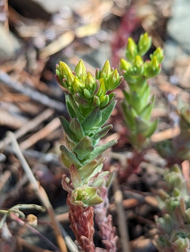 Coast Range Stonecrop photo 4