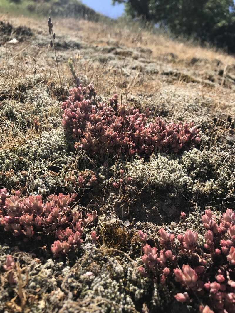 Coast Range Stonecrop photo 5