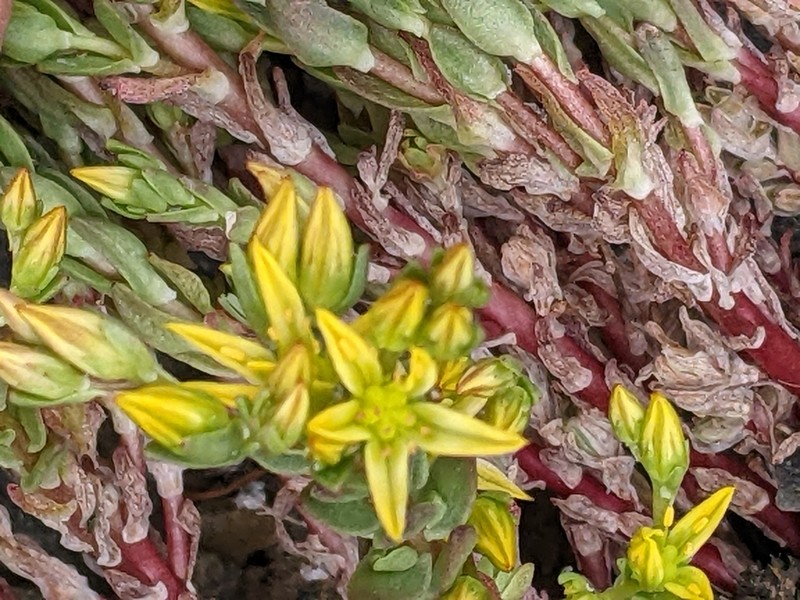 Coast Range Stonecrop photo 6