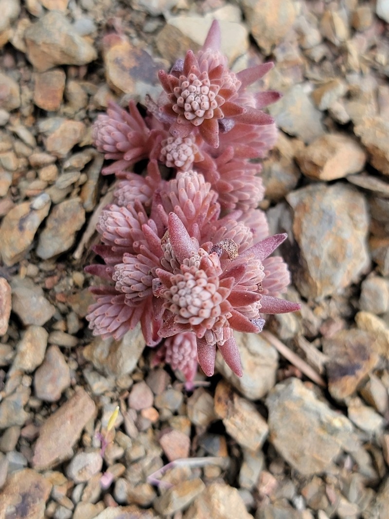 Coast Range Stonecrop photo 7