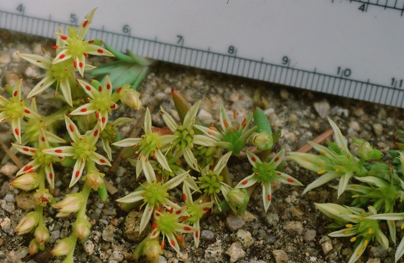 Coast Range Stonecrop photo 8