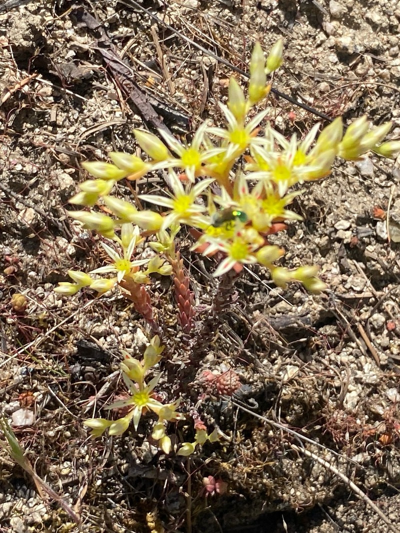 Sedum radiatum var. depauperatum