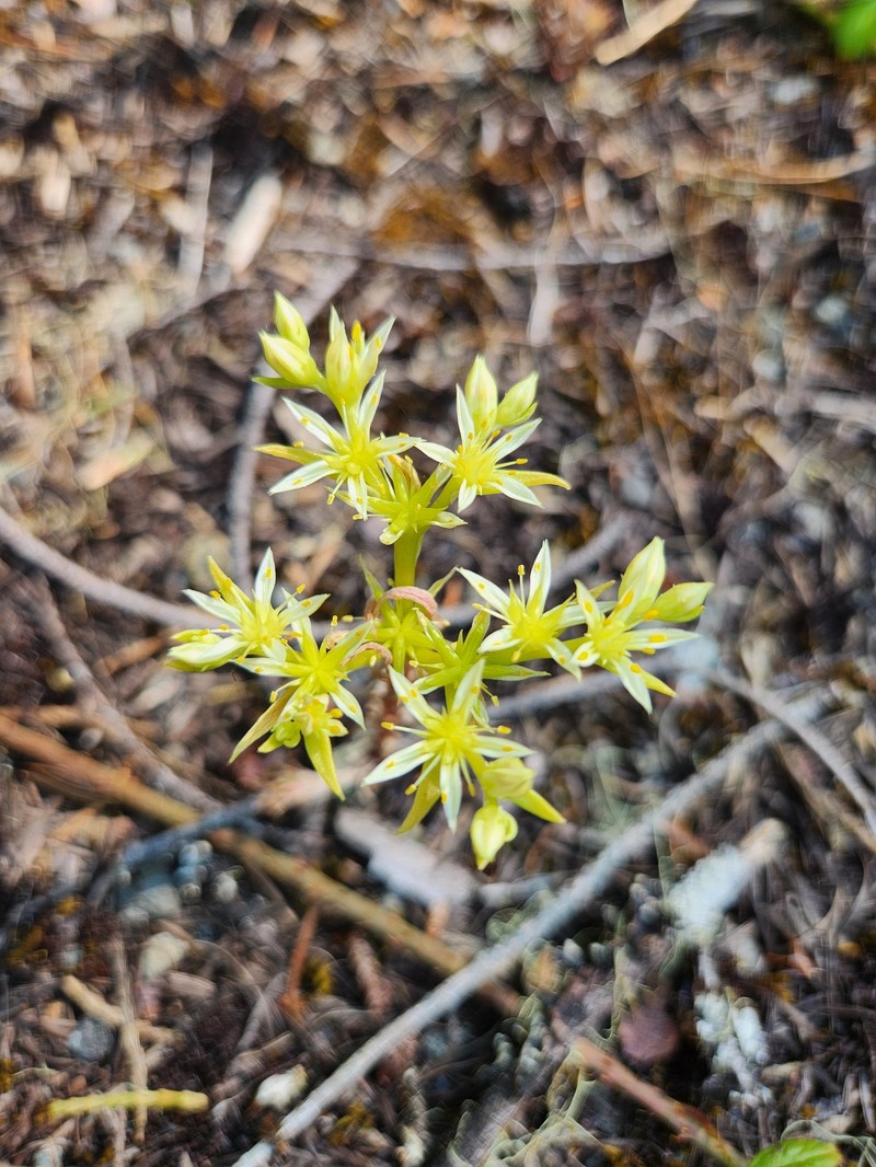 Sedum radiatum var. depauperatum photo 2