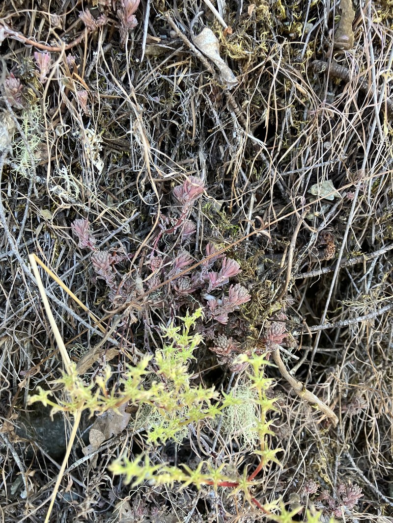 Sedum radiatum var. depauperatum photo 3