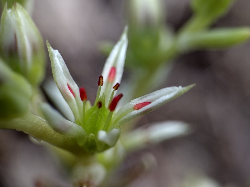 Sedum radiatum var. depauperatum photo 4