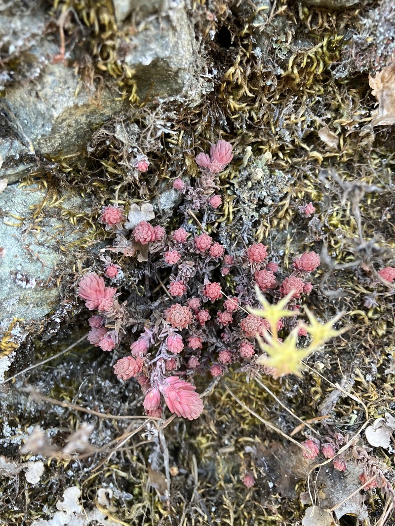 Sedum radiatum var. depauperatum photo 5