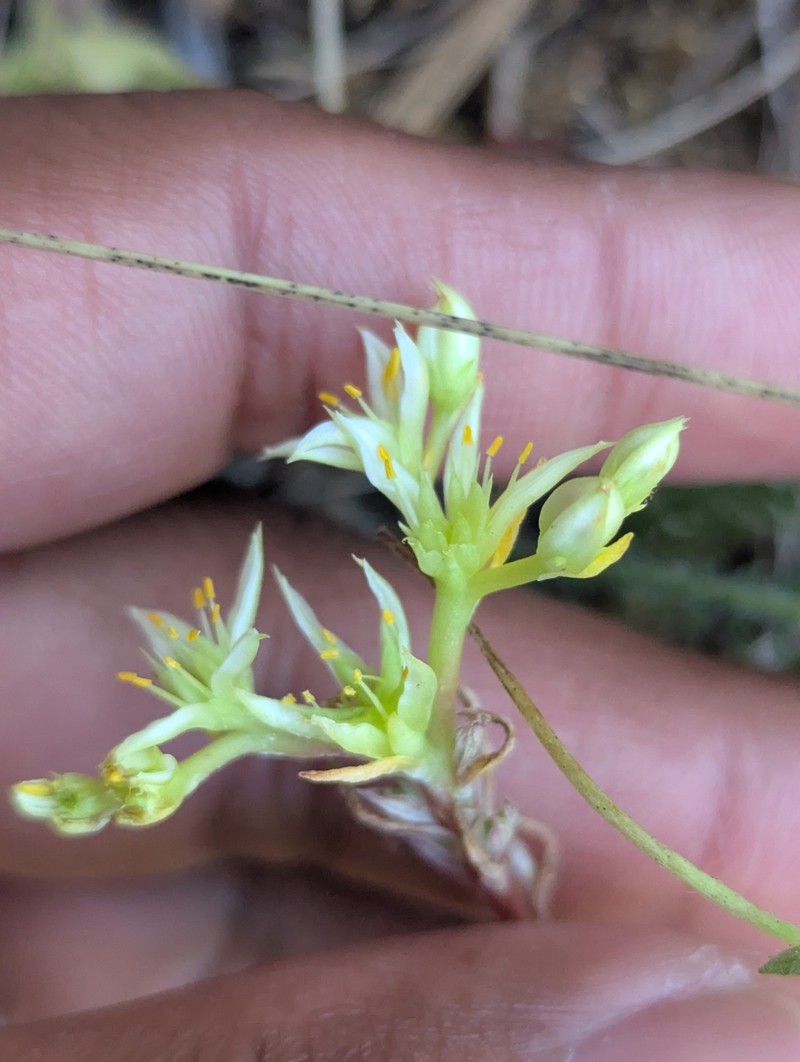 Sedum radiatum var. depauperatum photo 6