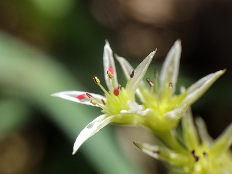 Sedum radiatum var. depauperatum photo 7