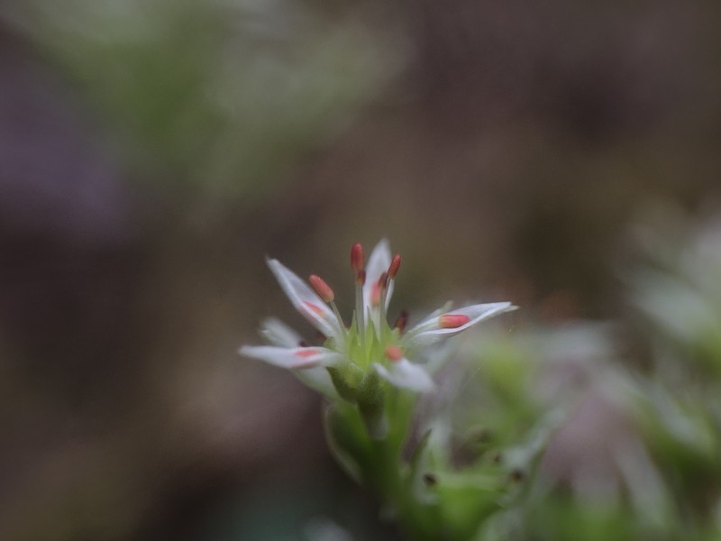 Sedum radiatum var. depauperatum photo 8