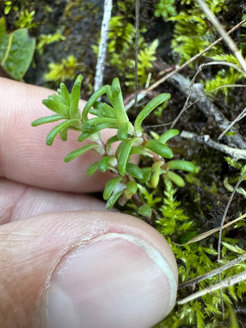 Sedum radiatum var. radiatum