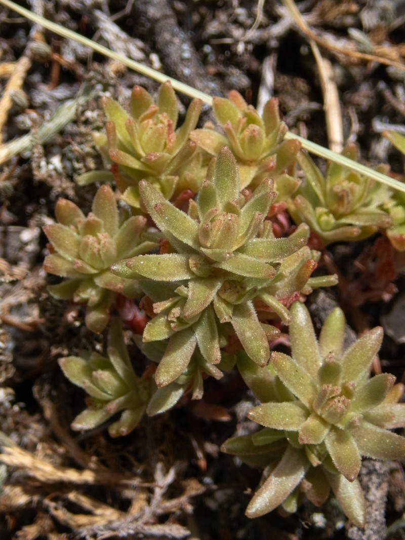 Sedum radiatum var. radiatum photo 2