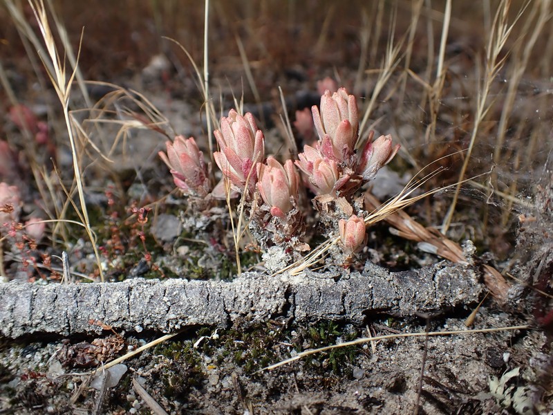 Sedum radiatum var. radiatum photo 3