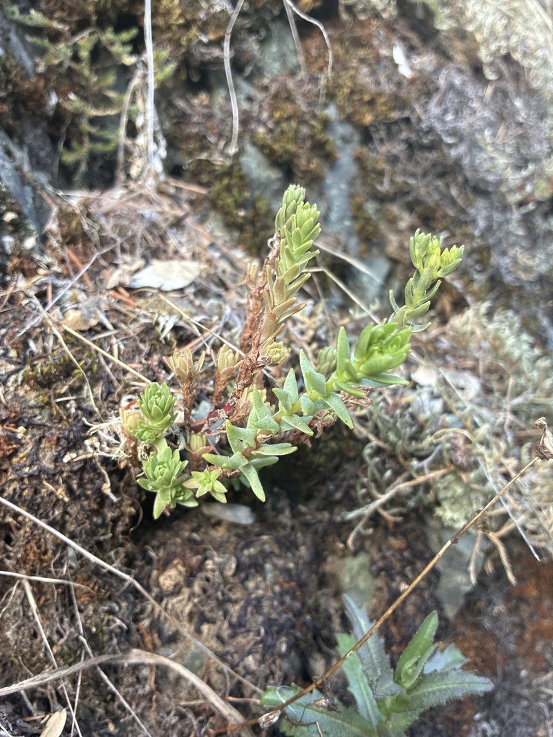 Sedum radiatum var. radiatum photo 4