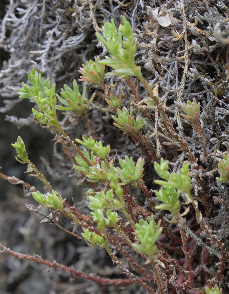 Sedum radiatum var. radiatum photo 5