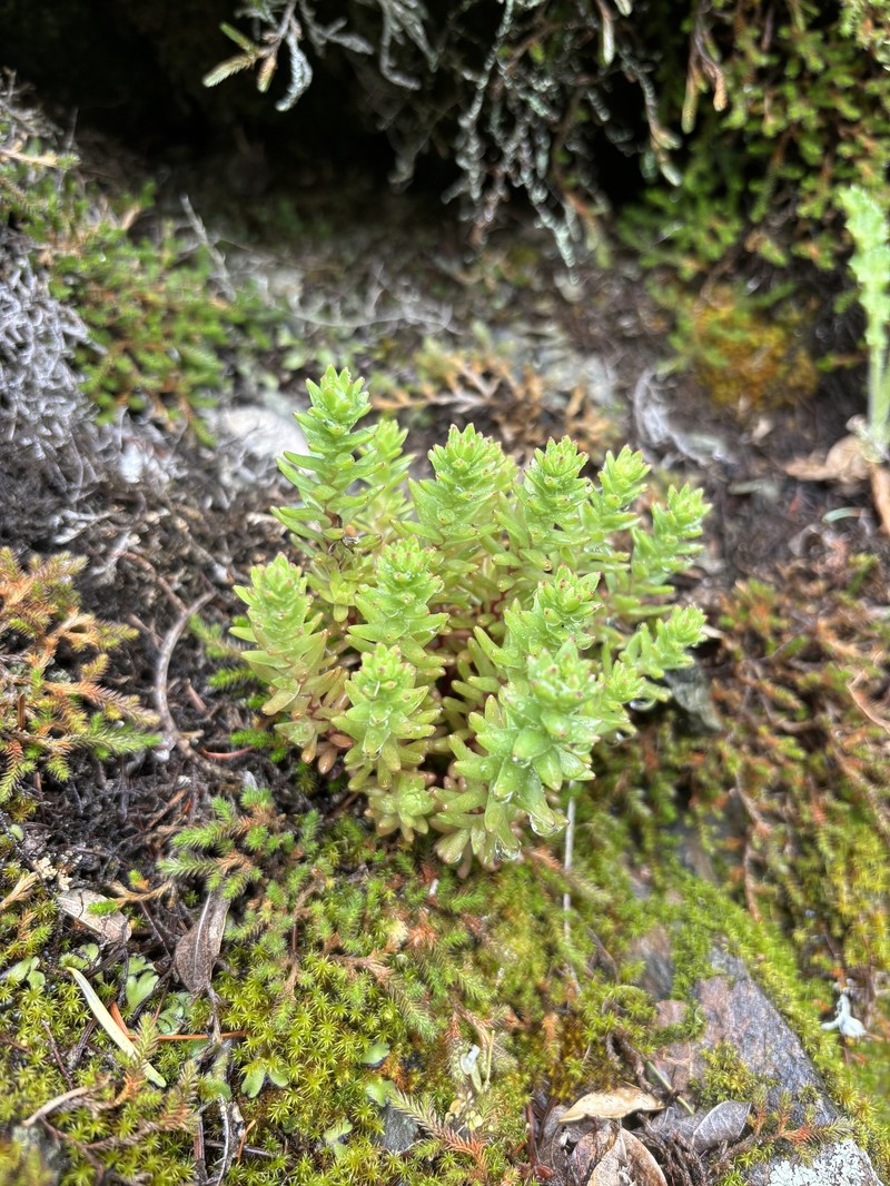 Sedum radiatum var. radiatum photo 6
