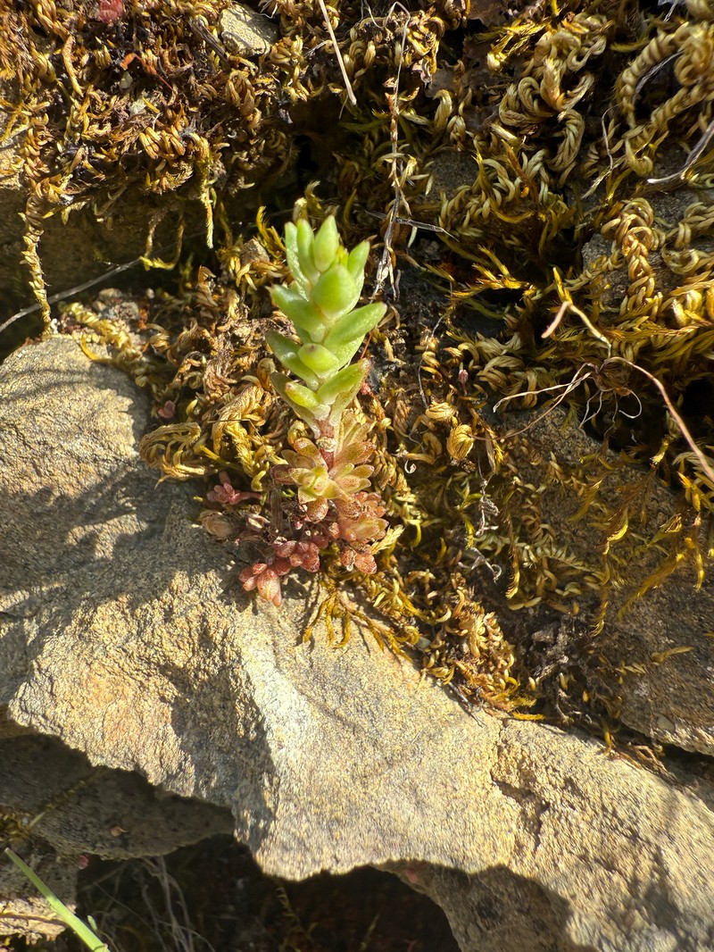 Sedum radiatum var. radiatum photo 7