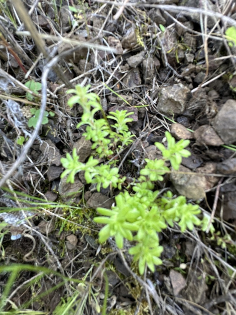 Sedum radiatum var. radiatum photo 8