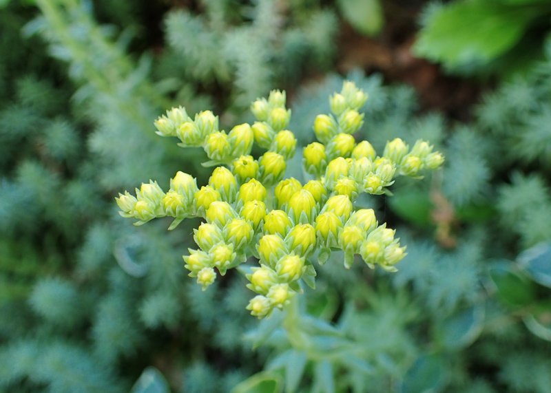 Jenny's Stonecrop photo 2