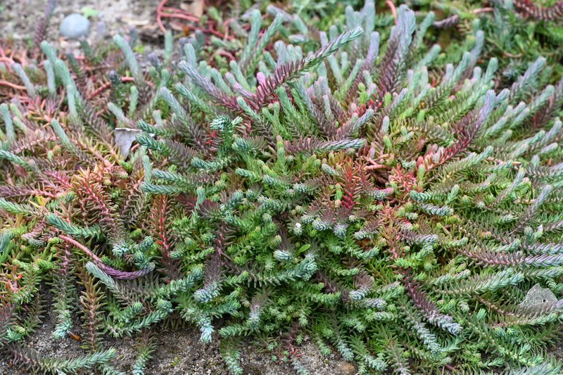 Jenny's Stonecrop photo 3