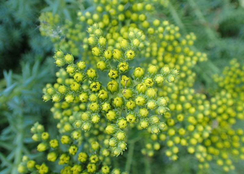 Jenny's Stonecrop photo 4