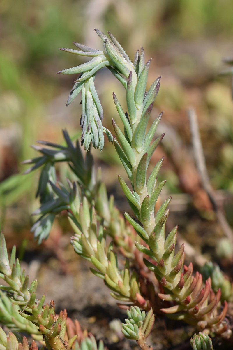 Jenny's Stonecrop photo 5