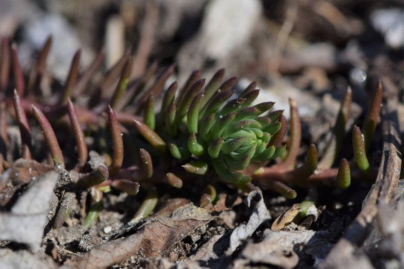 Jenny's Stonecrop photo 6