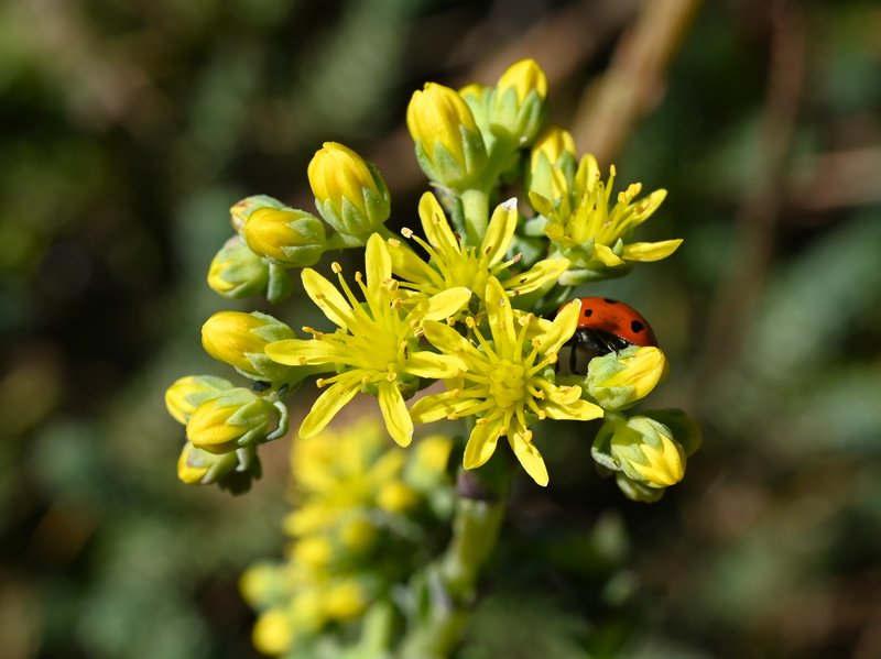Jenny's Stonecrop photo 7