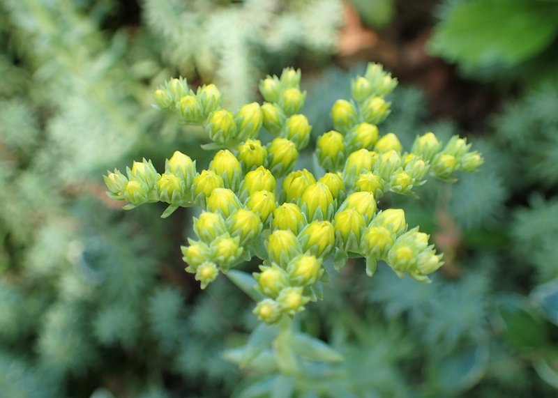 Jenny's Stonecrop photo 8