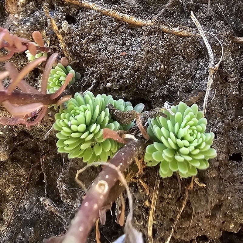 Sedum roberti