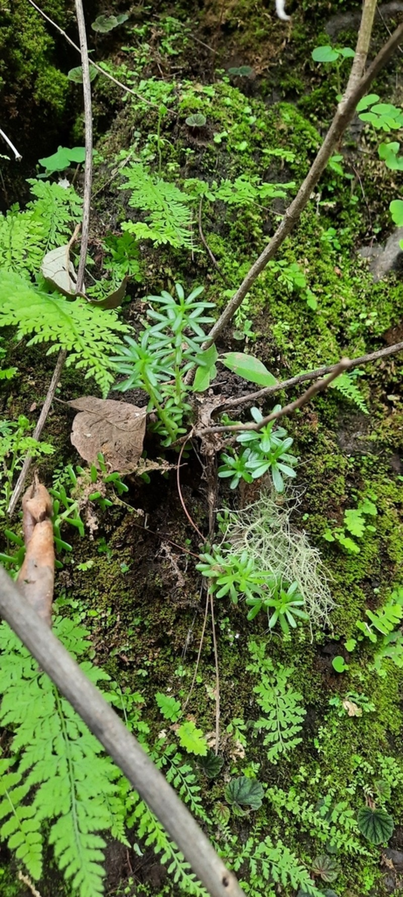 Sedum roberti photo 2