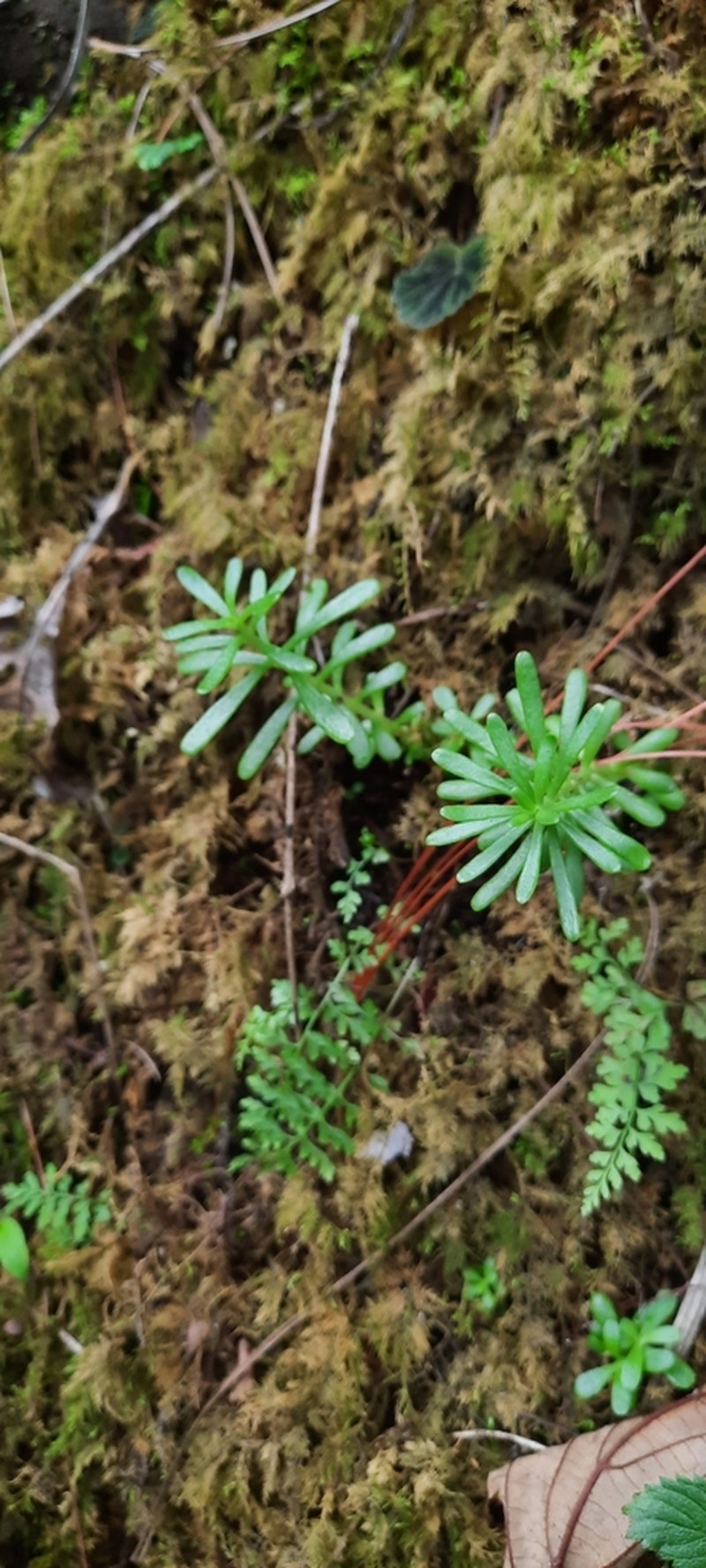 Sedum roberti photo 3