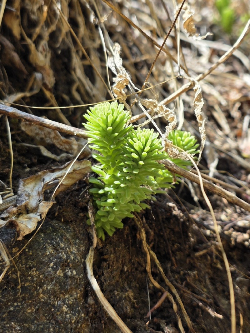 Sedum roberti photo 5