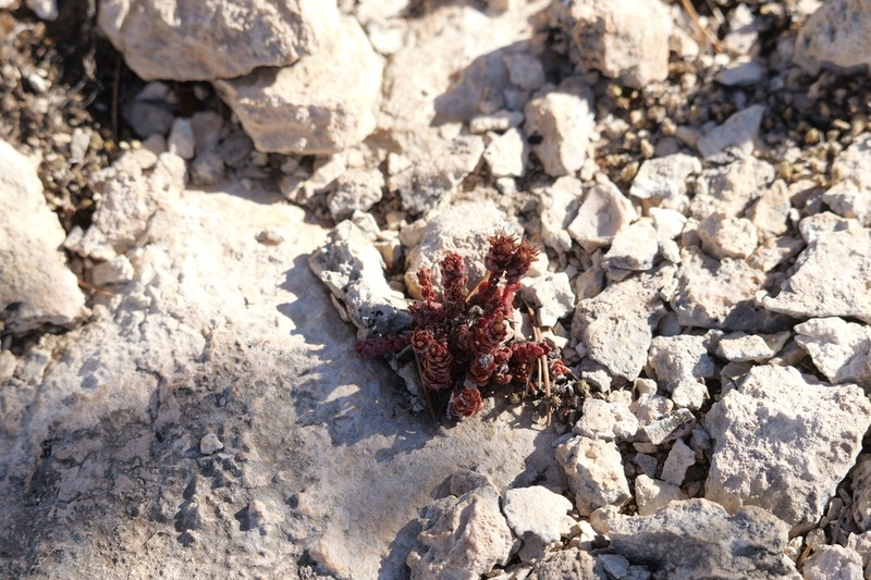 Sedum robertsianum photo 2