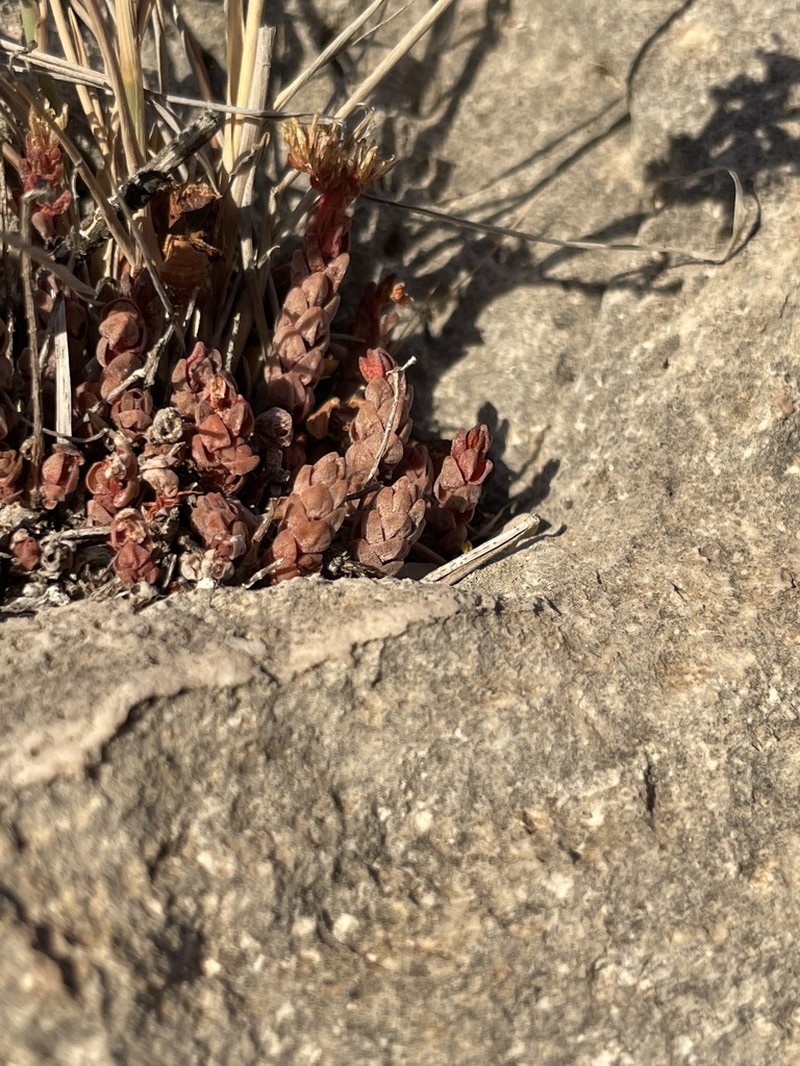 Sedum robertsianum photo 4