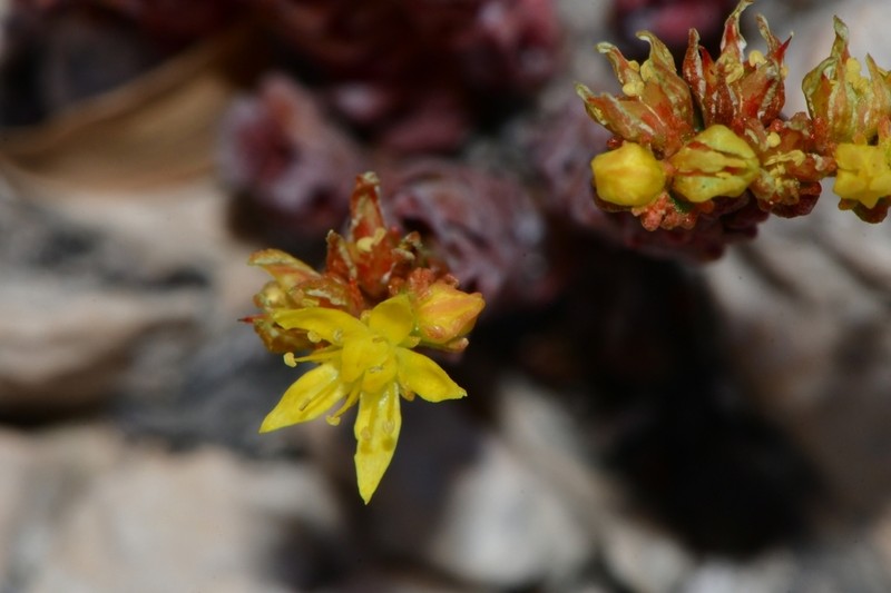 Sedum robertsianum photo 5