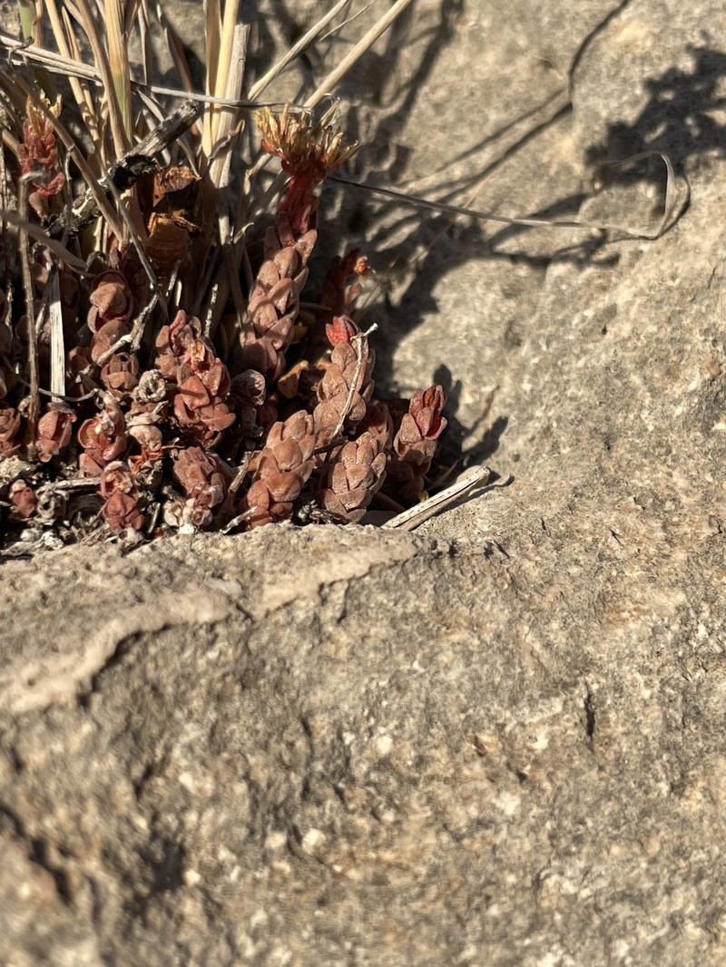 Sedum robertsianum photo 7