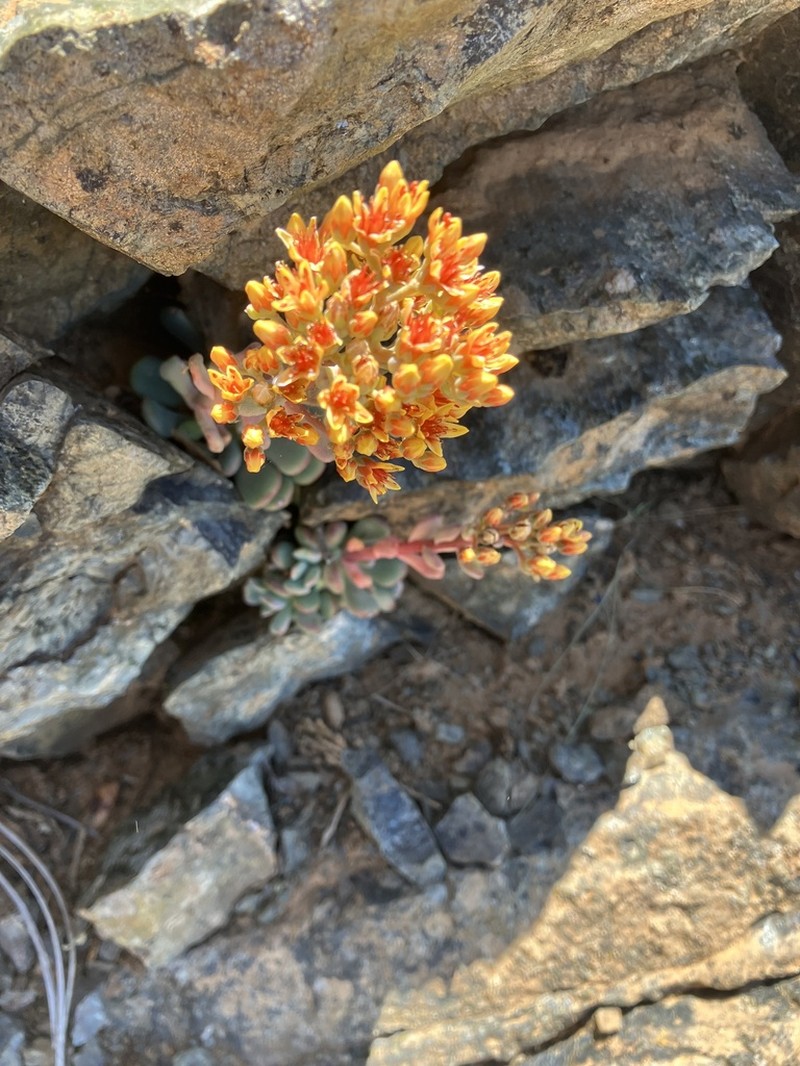 Sedum rubiginosum photo 2