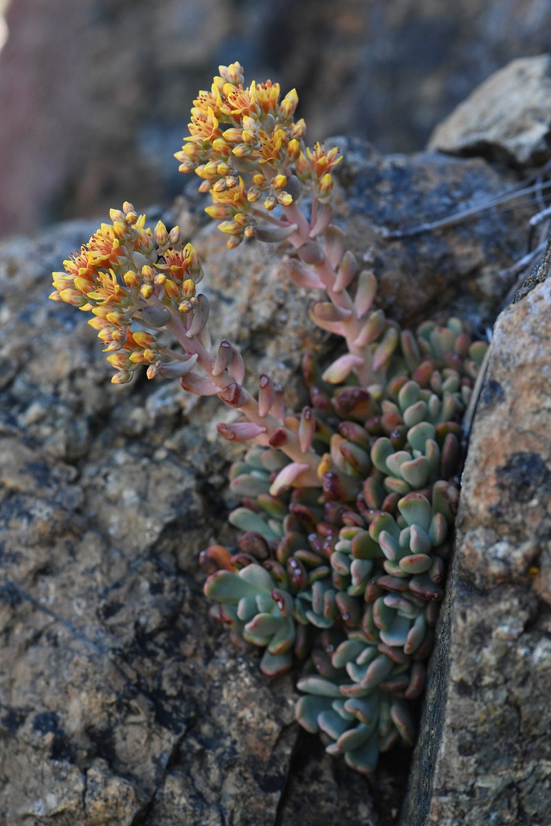 Sedum rubiginosum photo 3
