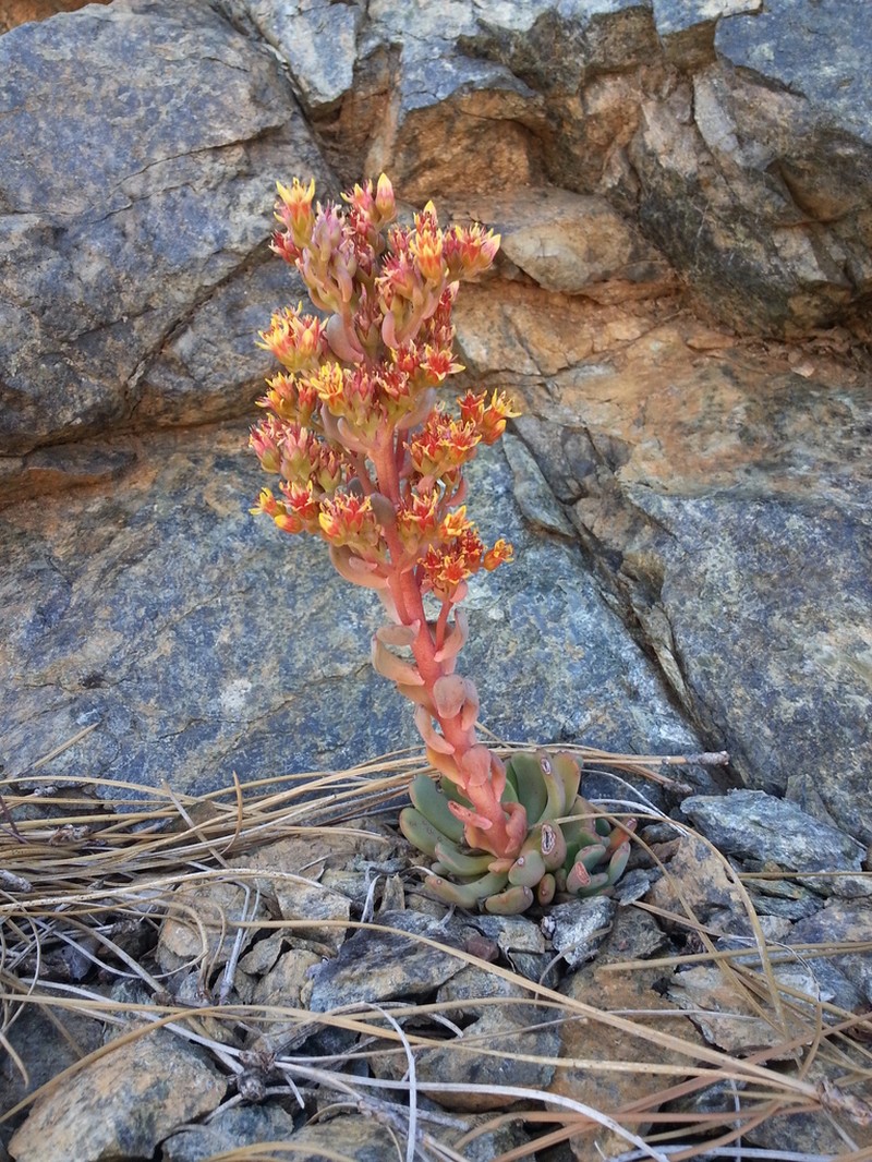 Sedum rubiginosum photo 4