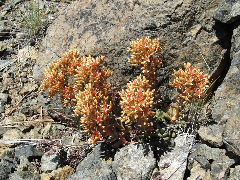 Sedum rubiginosum photo 5