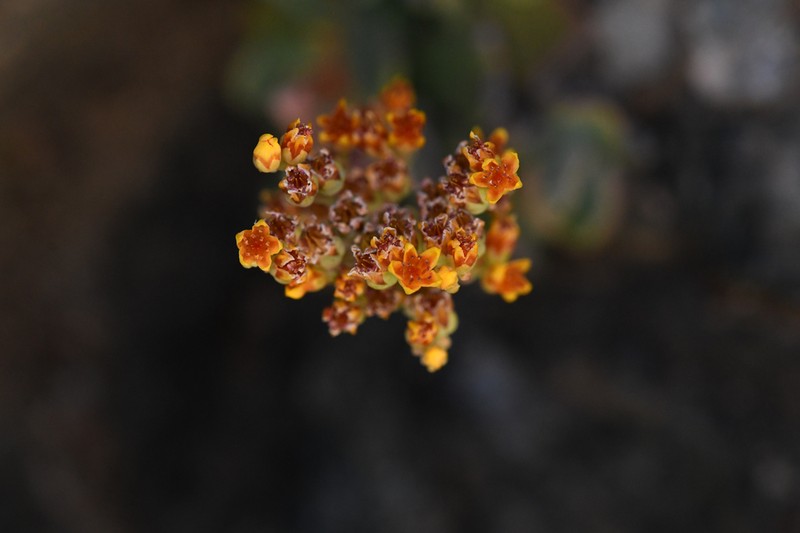 Sedum rubiginosum photo 6