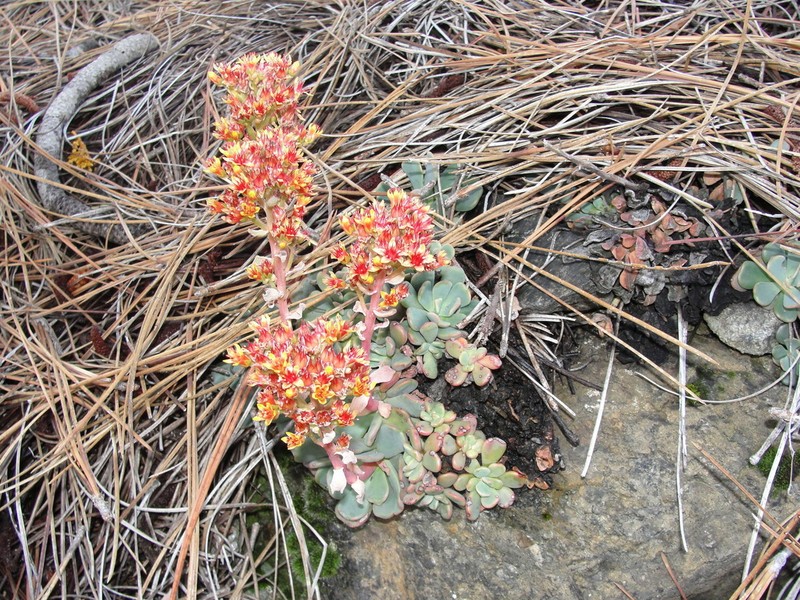 Sedum rubiginosum photo 7
