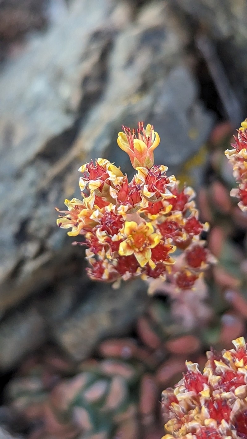 Sedum rubiginosum photo 8