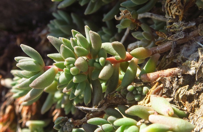 Curvedleaf Stonecrop