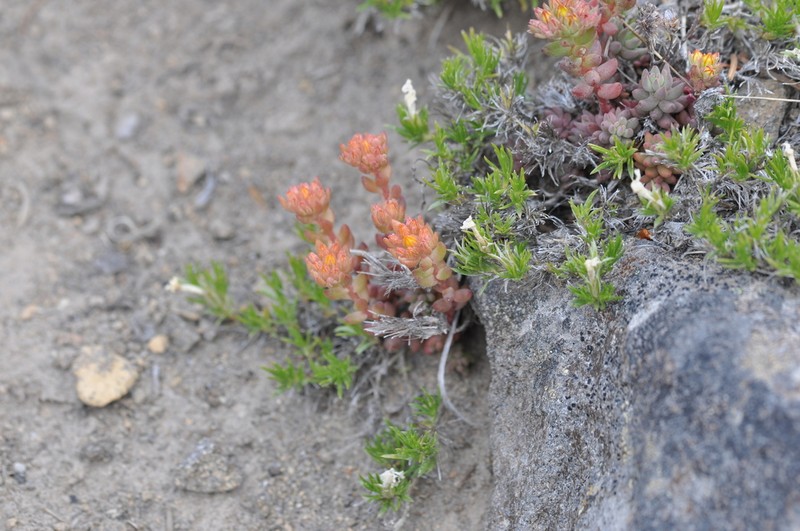 Curvedleaf Stonecrop photo 2